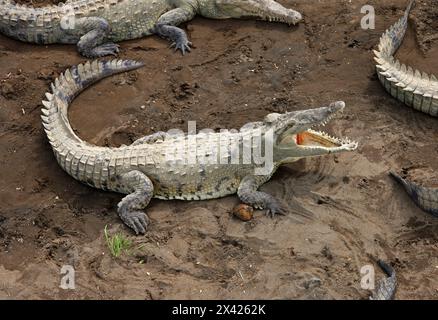 Crocodile américain, Crocodylus acutus, Crocodylidae, Crocodilia, Reptilia. Crocodiles sur un banc de sable en contrebas du pont de la rivière Tarcoles, Manuel Antonio, Banque D'Images
