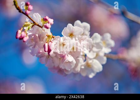 Délicates fleurs de cerisier. Fleurs de cerisier rose avec un ciel bleu et un fond doux. Banque D'Images