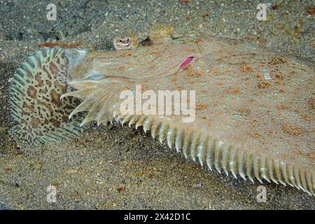 Plet léopard, Bothus pantherinus, mangeant une semelle de tapis juvénile, Liachirus melanospilos, détroit de Lembeh, Sulawesi du Nord, Indonésie Banque D'Images