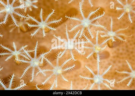 Polypes de corail en cuir champignon, Sarcophyton glaucum, détroit de Lembeh, Sulawesi du Nord, Indonésie Banque D'Images