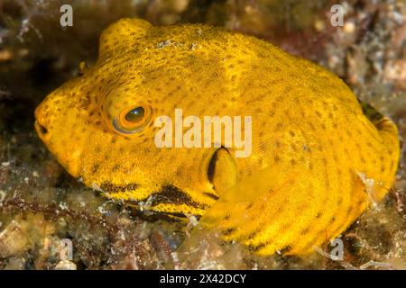 Puffer d'étoile juvénile, Arothron stellatus, détroit de Lembeh, Sulawesi du Nord, Indonésie Banque D'Images