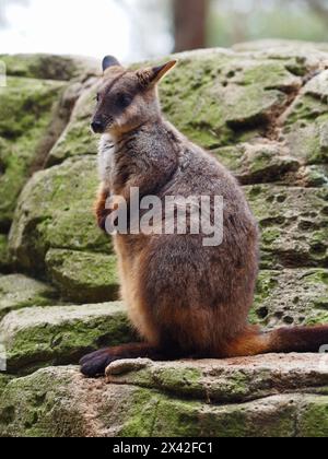 Enchanteur Wallaby rocheux à queue de pinceau dans une beauté naturelle. Banque D'Images