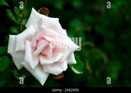 Belles images de fleurs rapprochées qui seraient parfaites pour des utilisations multiples! Banque D'Images