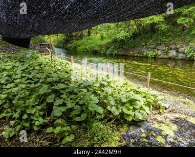 Plants de wasabi poussant sous couverture à côté d'un ruisseau clair et froid à Nagano, au Japon Banque D'Images