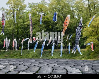 Rangées de plants de wasabi poussant dans un ruisseau qui coule dans une ferme de wasabi dans la ville d'Azumino, préfecture de Nagano. Banque D'Images