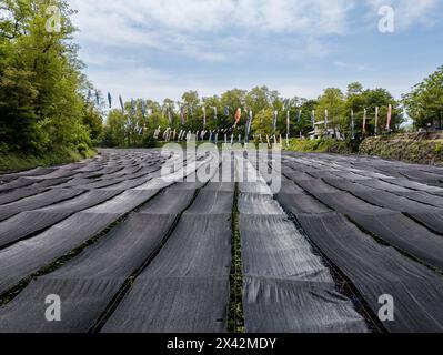 Rangées de plants de wasabi poussant dans un ruisseau qui coule dans une ferme de wasabi dans la ville d'Azumino, préfecture de Nagano. Banque D'Images