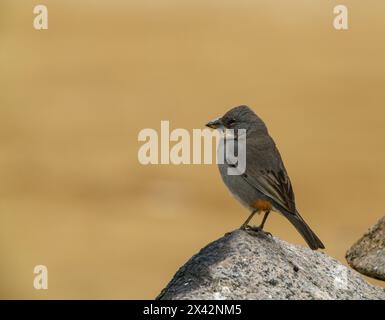 Diuca-finch perché sur un rocher au sol. Désert d'Atacama, Antofagasta, Chili Banque D'Images