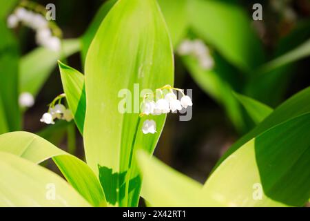 Fleurissement du lis de la vallée, Convallaria majalis, poussant dans la forêt en plein soleil du début de l'été. Finlande. Banque D'Images