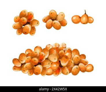 Ensemble d'illustration de baies d'orange d'argousier à l'aquarelle. Plante de forêt sauvage pour produits biologiques à base de plantes Banque D'Images