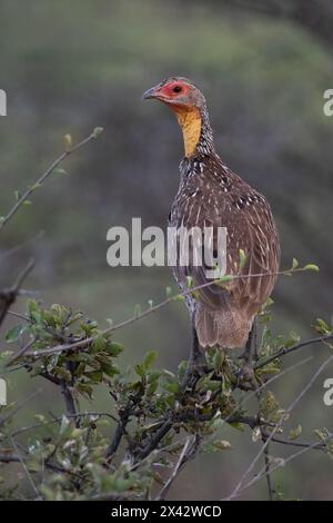 Spurfowl à cou jaune, Pternistis leucoscepus, Phasianidae, Buffalo Spring Reserve, Samburu National Reserve, Kenya, Afrique Banque D'Images