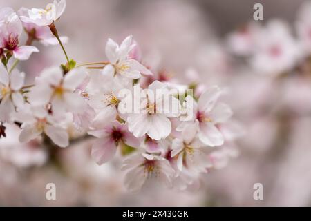 Gros plan d'une branche de fleurs de cerisier Somei Yoshino au printemps. Banque D'Images