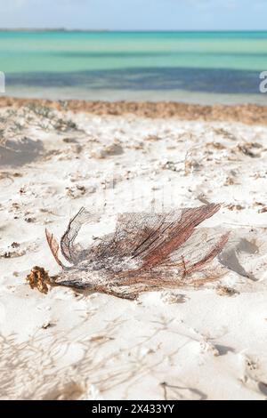 Morceau de corail mort sur le sable blanc de la plage Cuba Caya Coco Banque D'Images