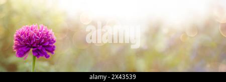 Plan détaillé de fleur magenta avec pétales délicats et tige verte sur fond flou avec éblouissement du soleil. L'accent est mis sur les détails complexes de Herbac Banque D'Images