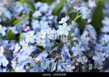 De belles fleurs oubliées poussant à l'extérieur, gros plan. Saison printanière Banque D'Images