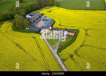 Ismere, Worcestershire 30 avril 2024 - des champs de colza doré entourent Ismere Grange Farm près de Kidderminster dans le Worcestershire alors que le temps britannique commence à se réchauffer au cours de la semaine à venir. Crédit : arrêtez Press Media/Alamy Live News Banque D'Images