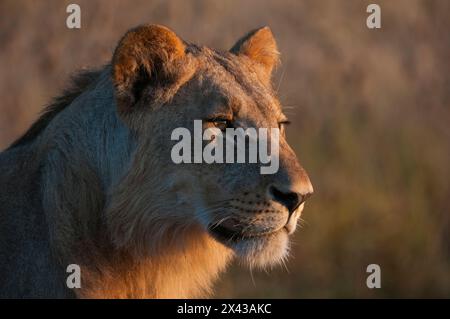 Portrait d'un jeune lion, Panthera leo. Banque D'Images