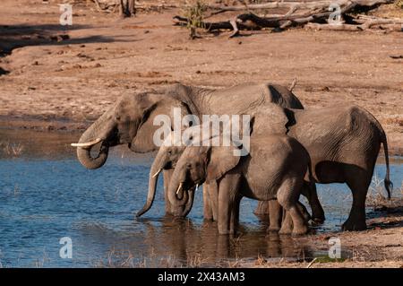 Un groupe d'éléphants d'Afrique, Loxodonta Africana, buvant. Parc national de Chobe, Kasane, Botswana. Banque D'Images