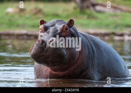Portrait d'un hippopotame d'alerte, Hippopotamus amphibius, dans l'eau.Zone de concession Khwai, Okavango, Botswana. Banque D'Images