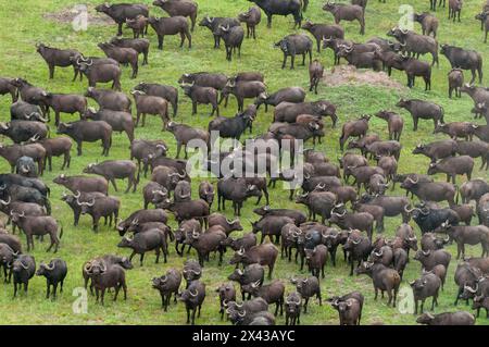 Une vue aérienne d'un troupeau de buffles africains, Syncerus caffer.Delta d'Okavango, Botswana. Banque D'Images