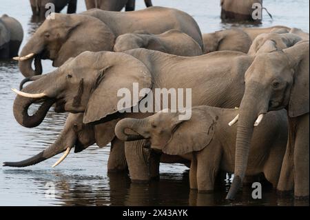 Un troupeau d'éléphants d'Afrique, Loxodonta Africana, buvant dans la rivière Chobe, parc national de Chobe, Botswana. Banque D'Images