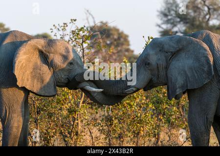 Deux éléphants d'Afrique, Loxodonta Africana, en sparring. Delta de l'Okavango, Botswana. Banque D'Images
