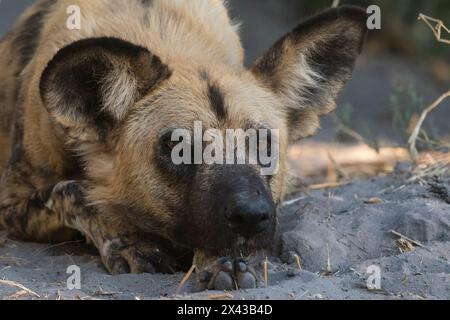 Portrait d'un chien sauvage africain en voie de disparition, Lycaon pictus.Concession Khwai, delta d'Okavango, Botswana Banque D'Images