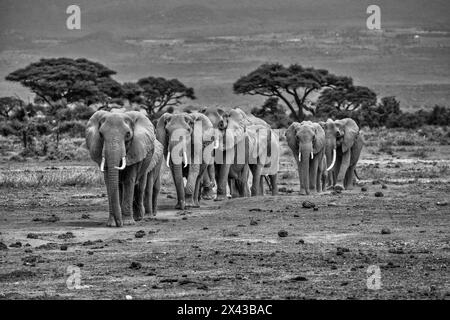 Train d'éléphants, parc national d'Amboseli, Afrique Banque D'Images