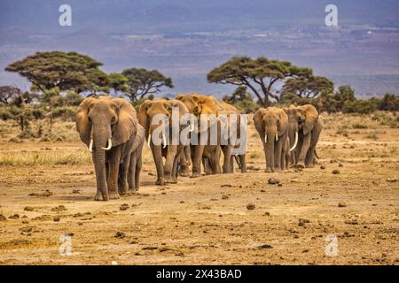 Train d'éléphants, parc national d'Amboseli, Afrique Banque D'Images