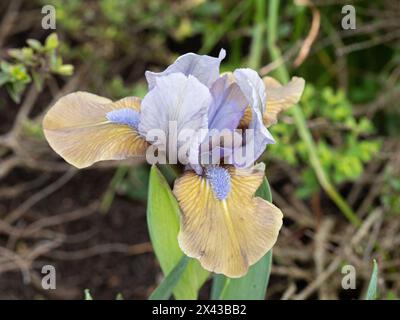 Un gros plan d'une seule fleur de l'iris miniature rouge et or rouillé 'Hocus Pocus' Banque D'Images