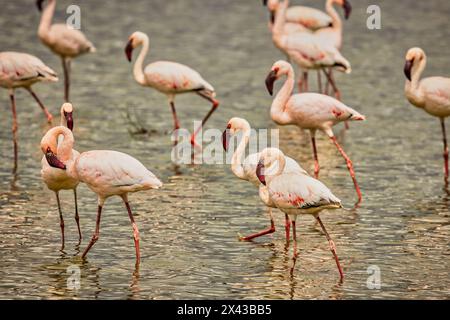 Flamants roses, parc national d'Amboseli, Afrique Banque D'Images