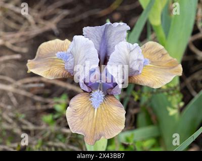 Un gros plan d'une seule fleur de l'iris miniature rouge et or rouillé 'Hocus Pocus' Banque D'Images