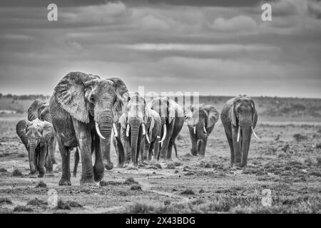 Train familial d'éléphants, parc national d'Amboseli, Afrique Banque D'Images