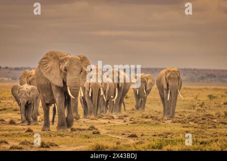 Famille d'éléphants, Parc National d'Amboseli, Afrique Banque D'Images