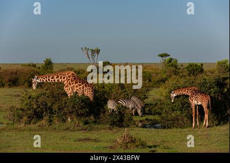 Girafes, Giraffa cameloparalis, navigation et zèbres communes, Equus quagga, pâturage.Réserve nationale de Masai Mara, Kenya. Banque D'Images