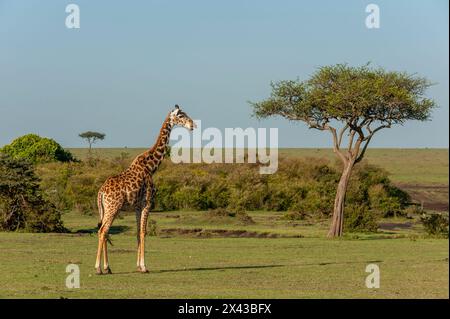 Portrait d'une girafe Masai, Giraffa camelopardalis.Réserve nationale de Masai Mara, Kenya. Banque D'Images