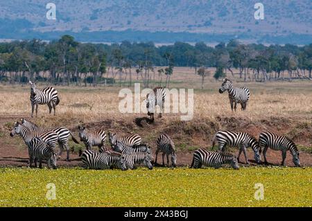 Un troupeau de zèbres de plaines, Equus quagga, buvant dans un trou d'eau.Réserve nationale de Masai Mara, Kenya. Banque D'Images
