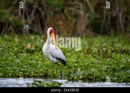 Portrait d'un cigogne à bec jaune, Mycteria ibis, barboter à travers les plantes aquatiques sur le lac.Kenya, Afrique. Banque D'Images