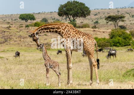 Une mère girafe Masaï, Giraffa camelopardalis Tippelskirchi, avec son veau nouveau-né encore avec le cordon ombilical. Réserve nationale du Masai Mara, Kenya, Banque D'Images