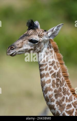 Une girafe Masaï nouveau-née, Giraffa camelopardalis Tippelskirchi, Banque D'Images
