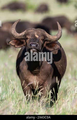 Un buffle africain, Syncerus caffer, regarde la caméra.VOI, parc national de Tsavo, Kenya. Banque D'Images