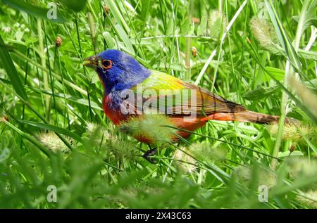 banderole peinte mâle colorée perchée dans un arbuste au sanctuaire d'oiseaux néotropicaux de quintana au printemps le long de la côte du golfe à quintana, texas Banque D'Images