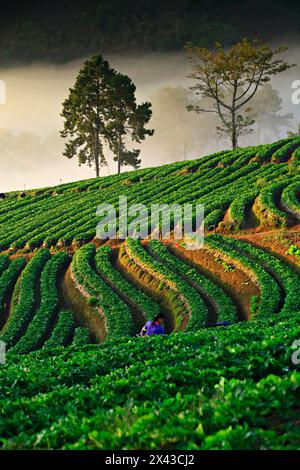 Magnifique paysage de la plantation de fraises du projet royal de Doi Angkhang à Chiang mai, Thaïlande Banque D'Images