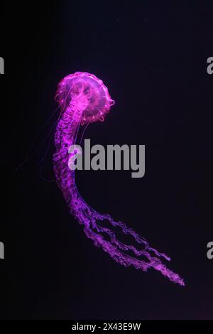 Méduse rayée violette, Chrysaora colorata nageant dans l'eau sombre d'un réservoir d'aquarium illuminé avec une lumière néon rose. Organisme aquatique, animal, sous Banque D'Images