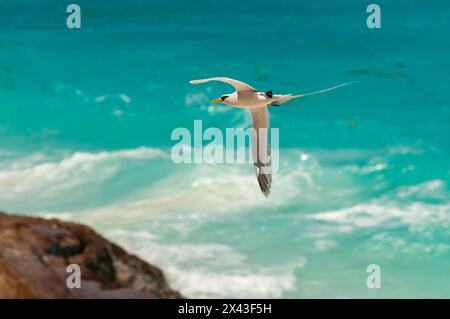 Un oiseau tropical à queue blanche, ou à bec jaune, Phaethon lepturus, en vol au-dessus de l'eau bleue claire. Fregate Island, Seychelles. Banque D'Images