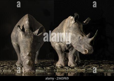 Afrique du Sud. Rhinocéros blancs buvant à un point d'eau la nuit. Banque D'Images