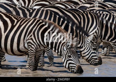 Un troupeau de Zèbres de Burchell, Equus Quagga Burchellii, buvant au lac Hidden Valley.Ndutu, zone de conservation de Ngorongoro, Tanzanie. Banque D'Images