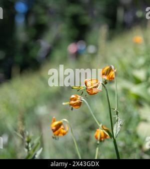 Lilium columbianum, également connu sous le nom de Lily Tiger ou Columbia Lily. Parc national de Mount Rainier. Etat de Washington. Banque D'Images