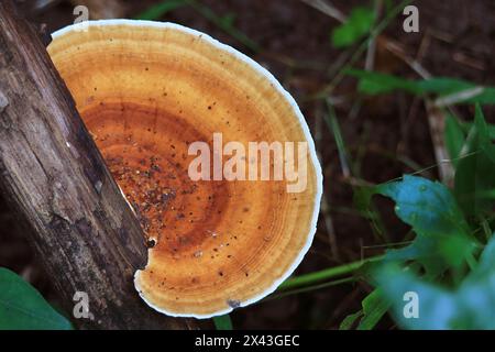 Gros plan de champignons sauvages Pycnoporus sanguineus poussant sur du bois mort dans la forêt Banque D'Images