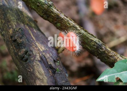 Paire d'un minuscule champignon tropical de tasse poussant sur un bois mort Banque D'Images