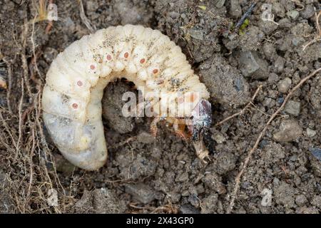 Nashornkäfer, Larve, Engerling, Käferlarve, Nashorn-Käfer, Oryctes nasicornis, coléoptère du rhinocéros européen, coléoptère du rhinocéros, larves, larves, Grub, le Banque D'Images